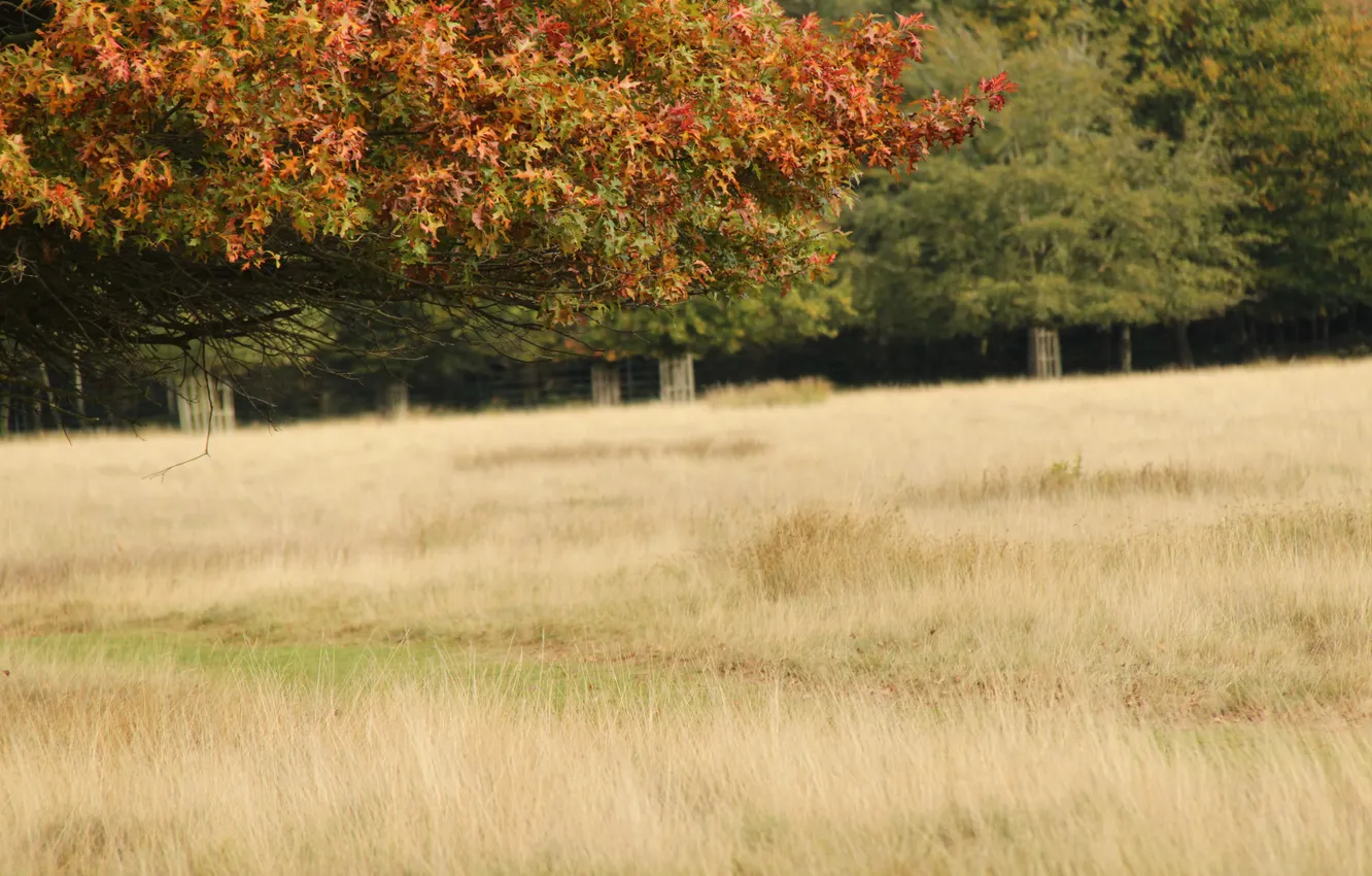 Photo wallpaper field, forest, grass, trees, branch, foliage, the end of summer