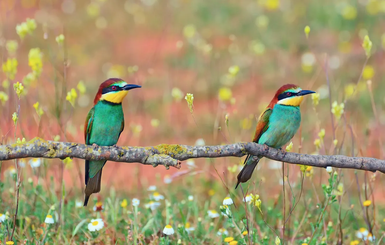 Photo wallpaper flowers, branches, bird, Golden bee-eater, pouloudi