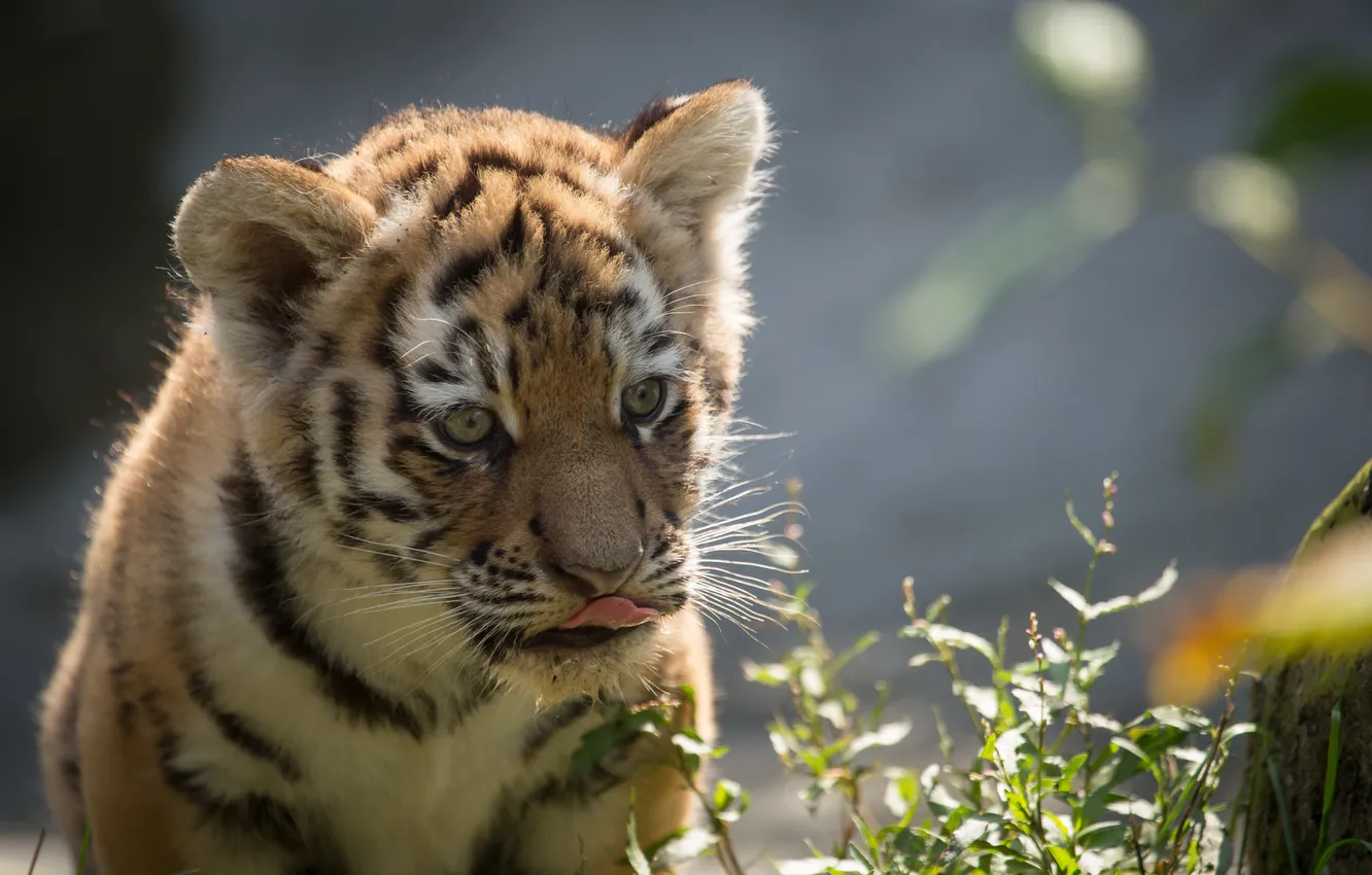 Photo wallpaper language, cat, face, tiger, cub, kitty, Amur