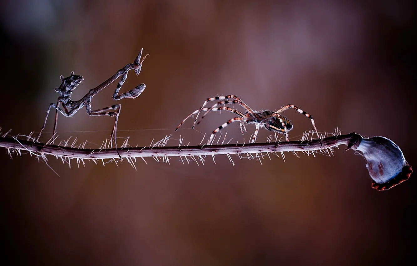 Photo wallpaper meeting, spider, mantis, battle, fight