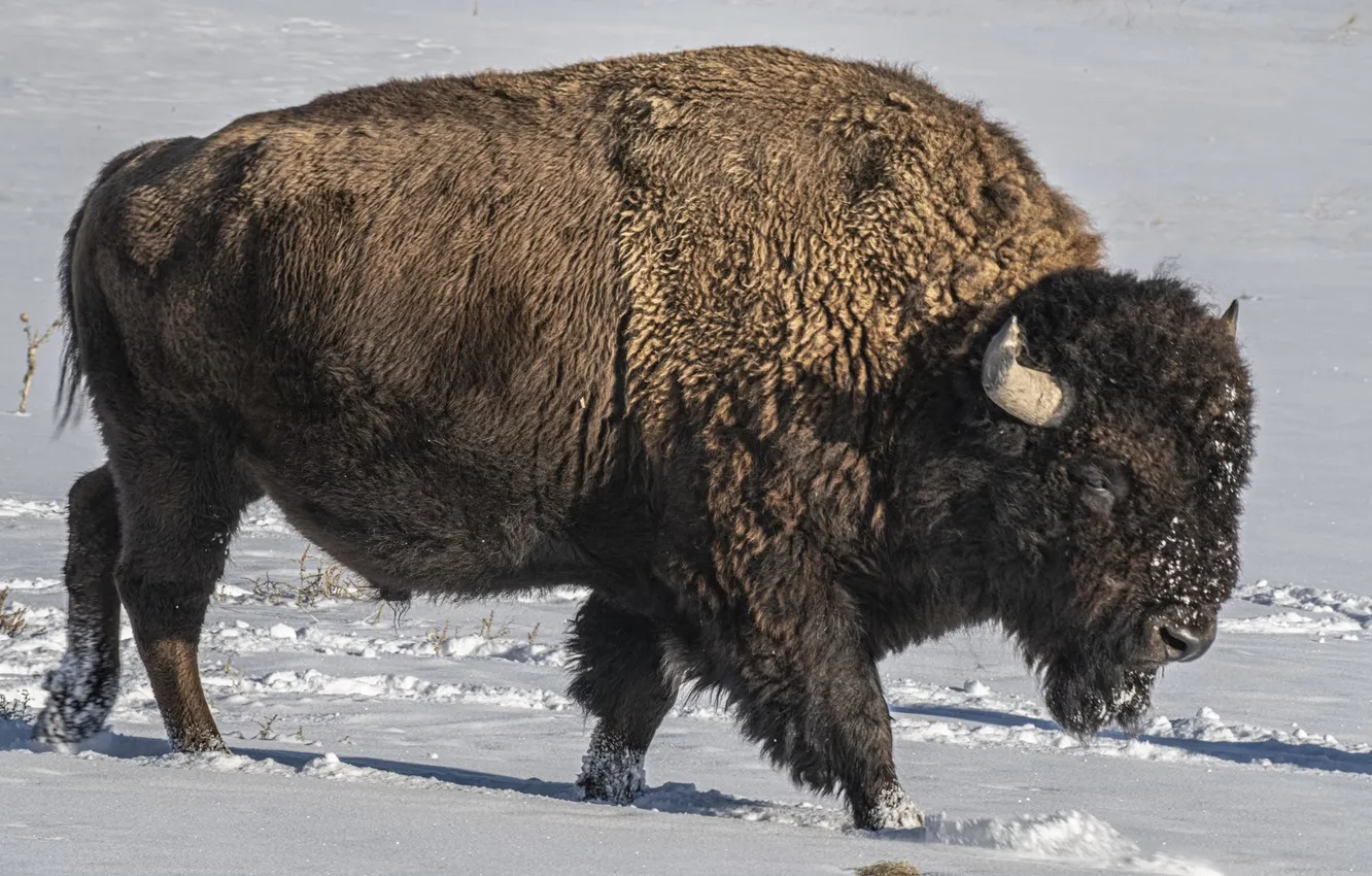 Photo wallpaper animal, wildlife, Bison, Buffalo, Plains Bison, white bisons