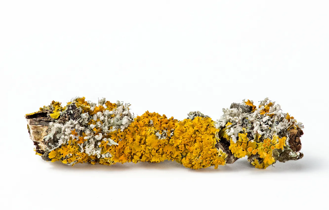 Photo wallpaper trees, mushrooms, deterioration