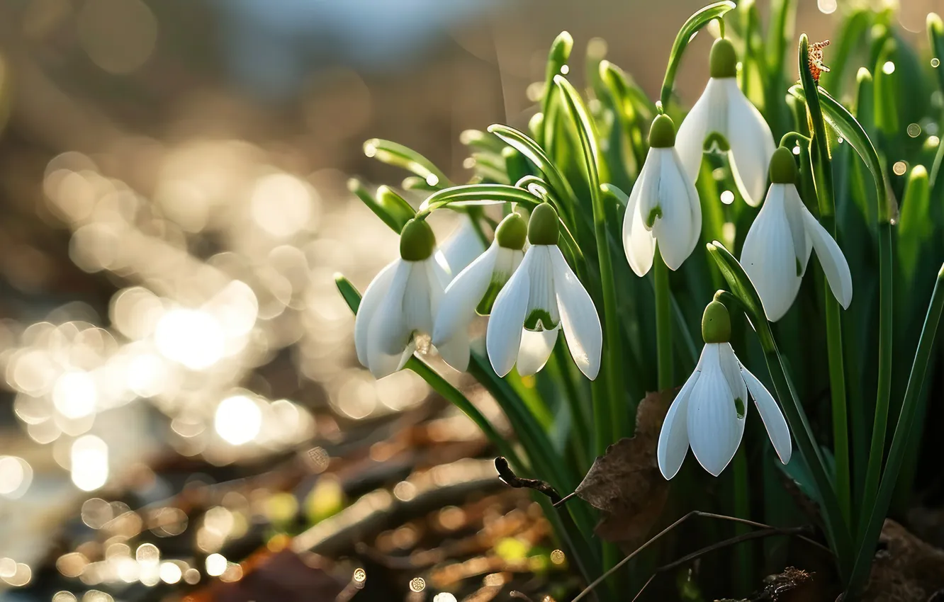 Photo wallpaper light, flowers, nature, glade, spring, snowdrops, banner, bokeh