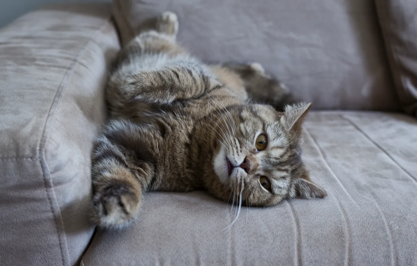 Photo wallpaper cat, cat, look, face, pose, grey, sofa, stay