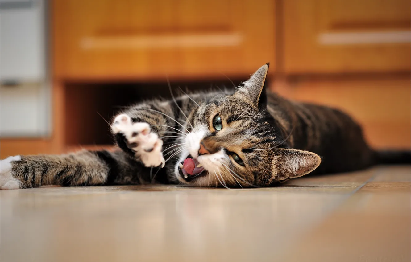 Photo wallpaper cat, floor, lies, yawns