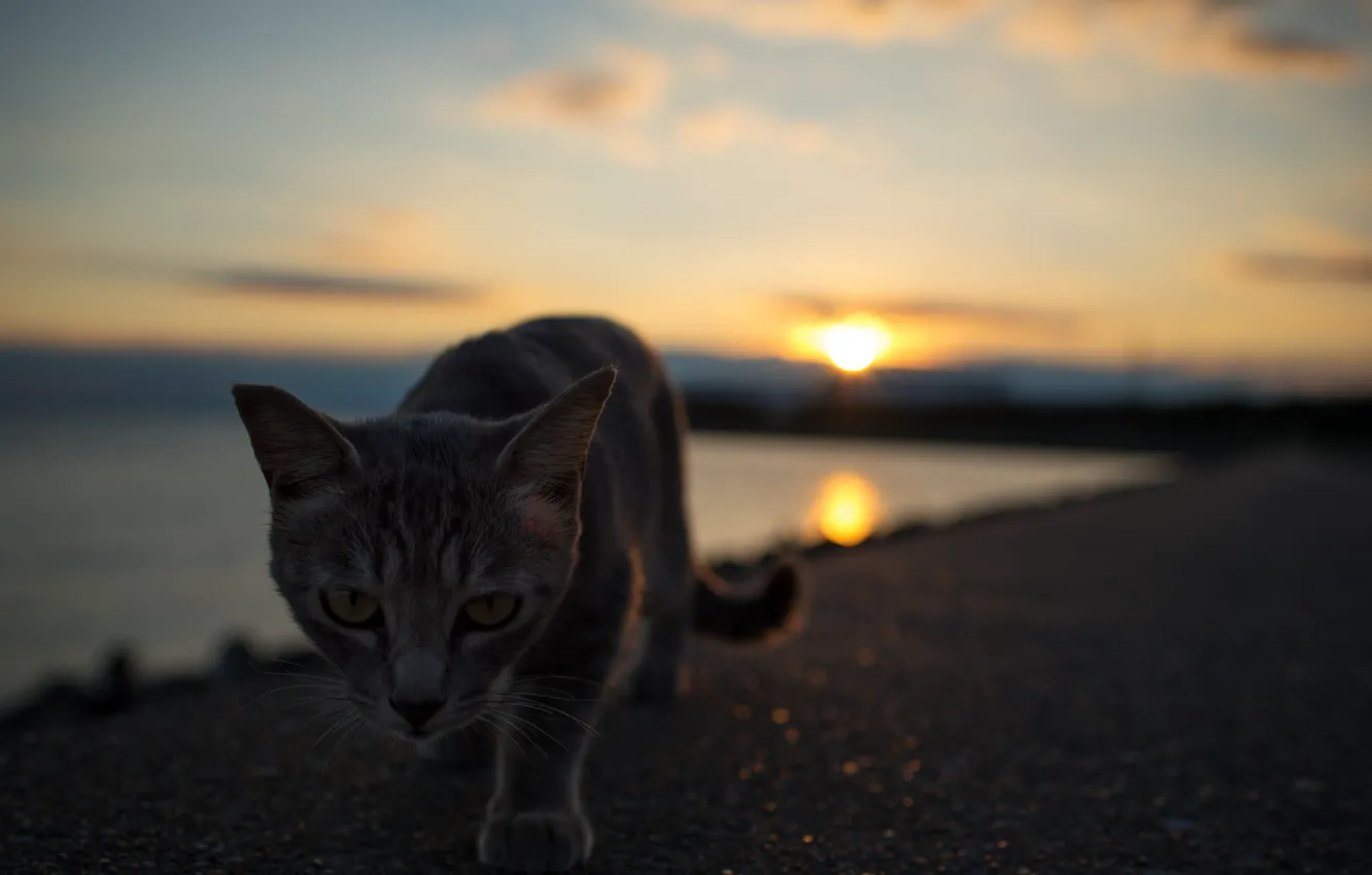 Photo wallpaper cat, look, sunset, Kote