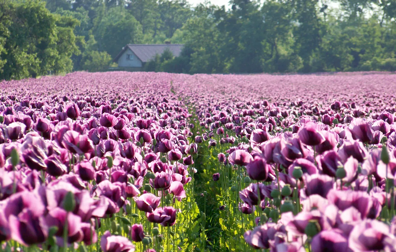 Photo wallpaper field, summer, trees, flowers, Maki, haze, track, house