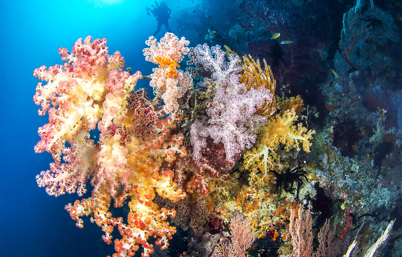 Photo wallpaper sea, fish, corals, silhouette, the diver, underwater world