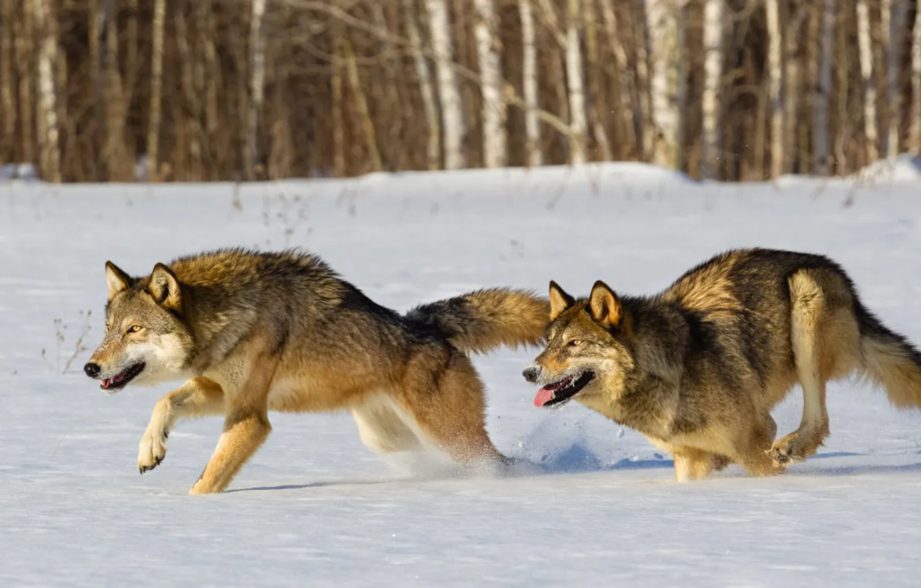 Photo wallpaper Predator, wolf, portrait, portrait., Canis lupus. face