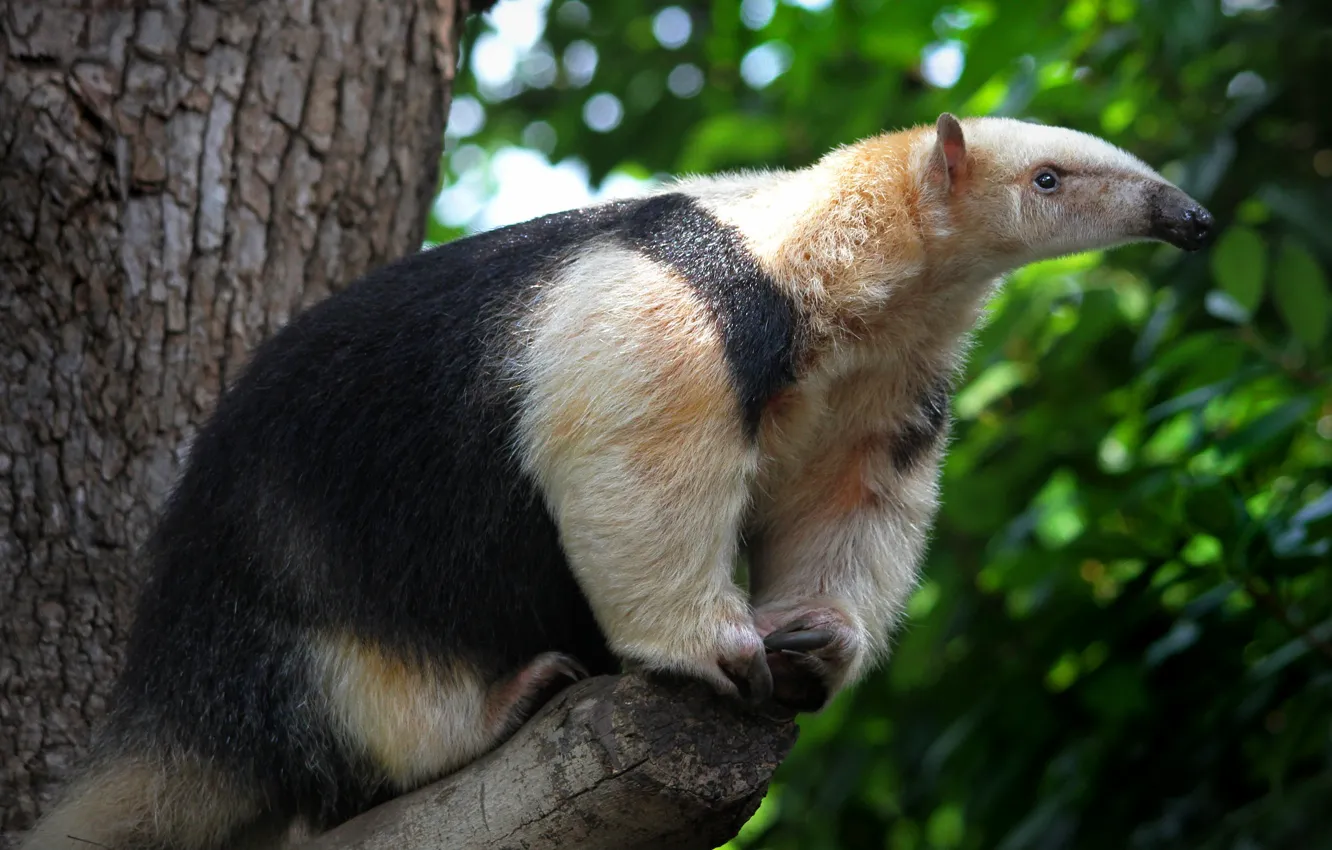 Photo wallpaper look, nature, Anteater