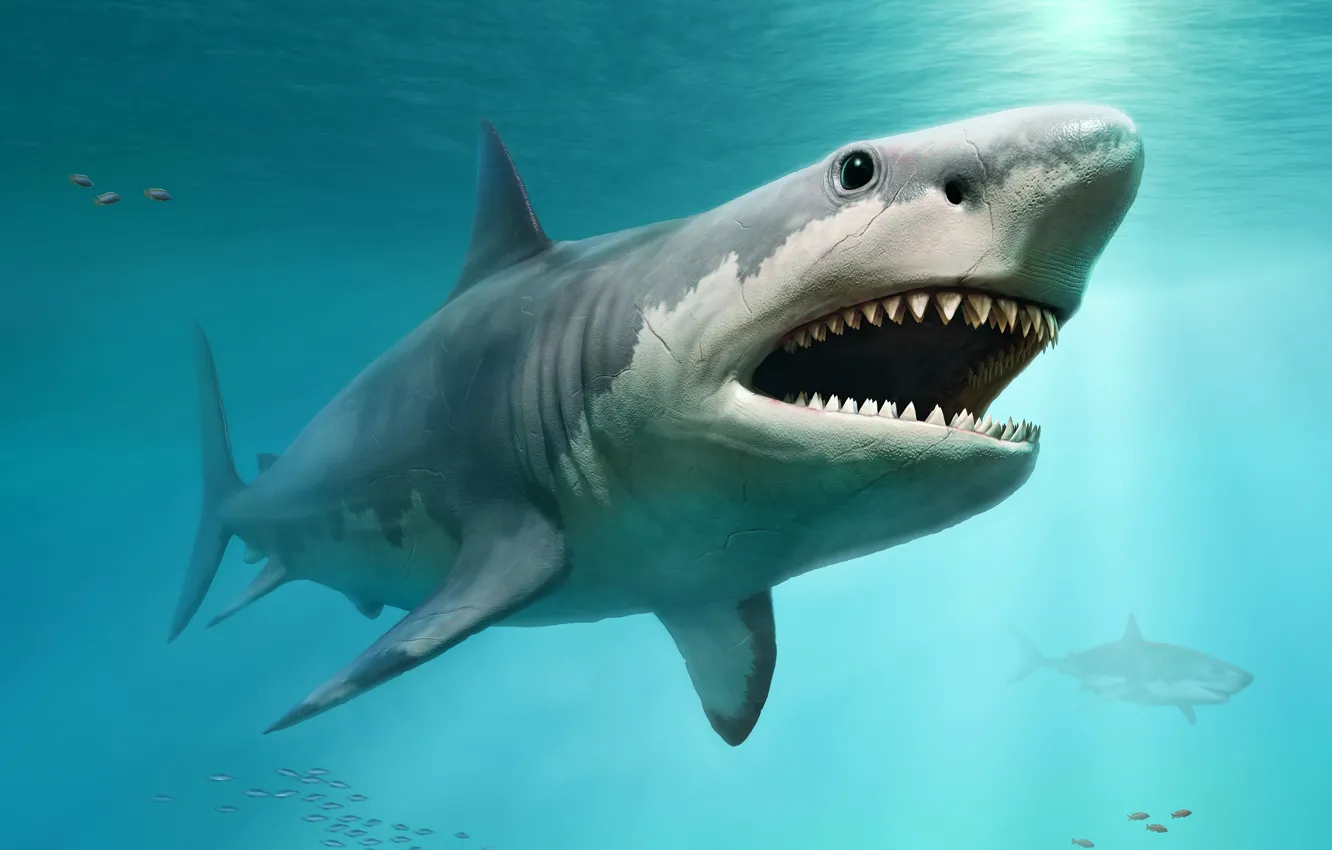 Photo wallpaper shark, teeth, proportions