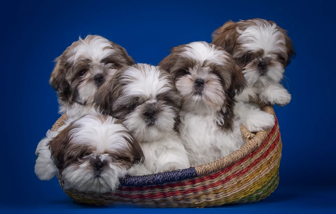 Photo wallpaper basket, puppies, quintet, Shih Tzu