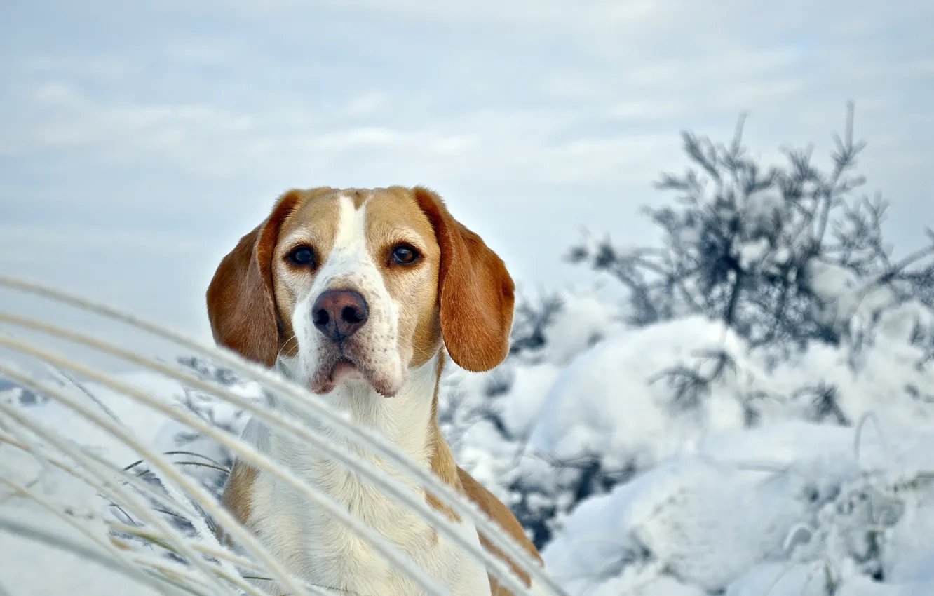 Photo wallpaper winter, dog, Beagle