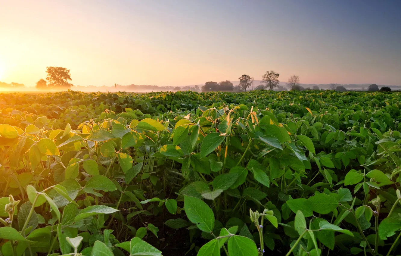 Photo wallpaper field, fog, dawn, morning, plantation, soy, Soybean