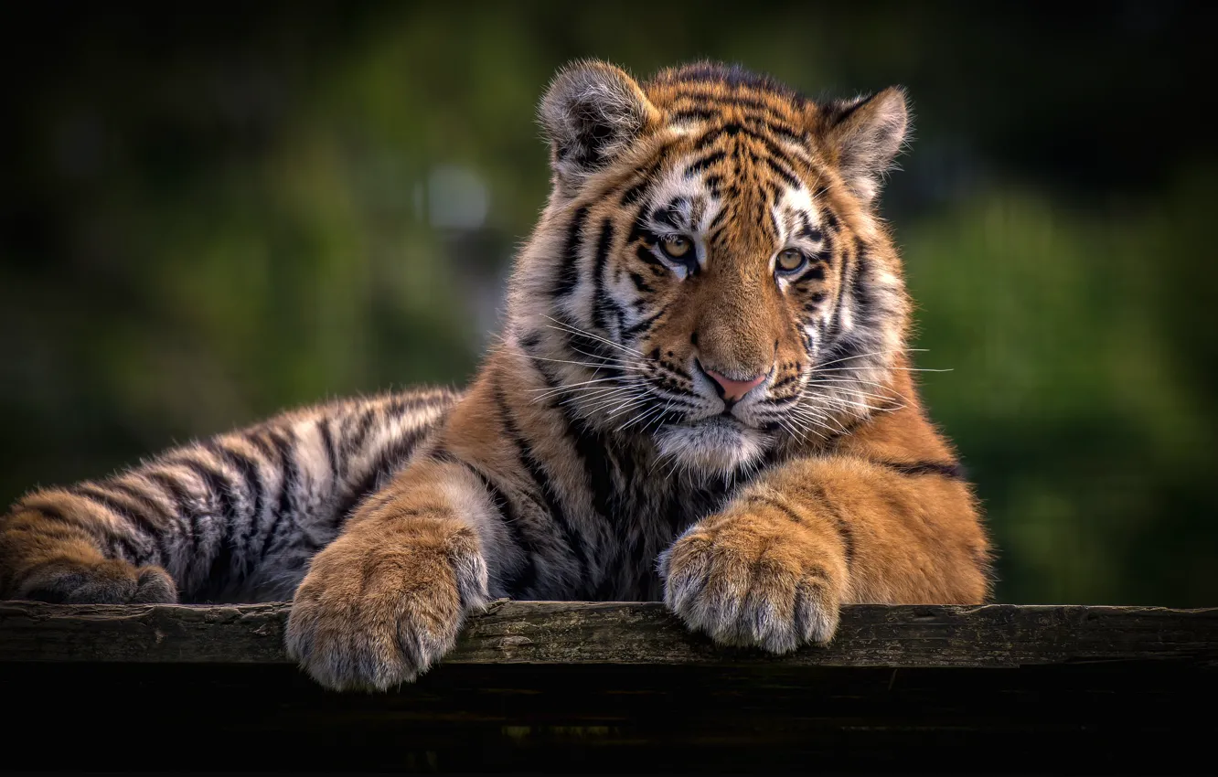 Photo wallpaper look, face, nature, tiger, pose, the dark background, portrait, paws