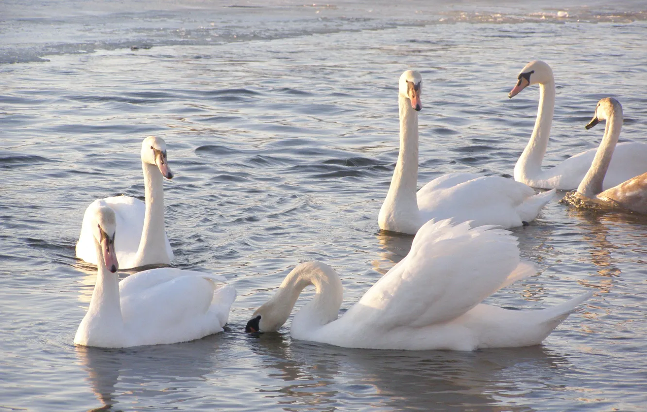 Photo wallpaper nature, animal, swans