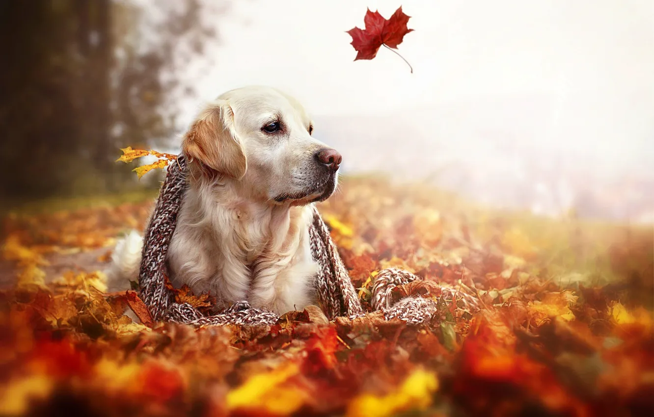 Photo wallpaper autumn, leaves, nature, dog, scarf, Golden Retriever