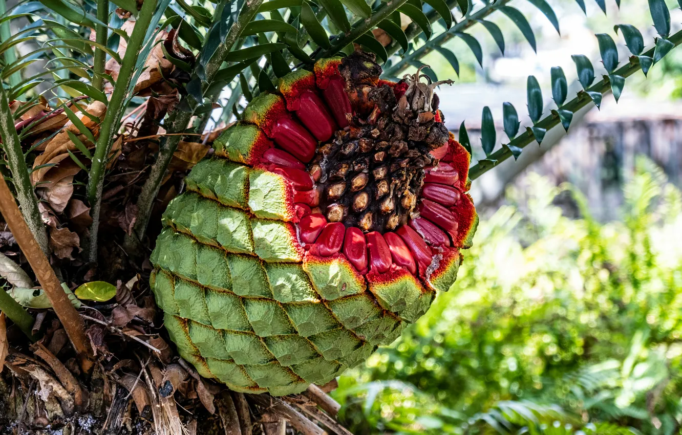 Photo wallpaper background, plant, blur, pineapple, bokeh