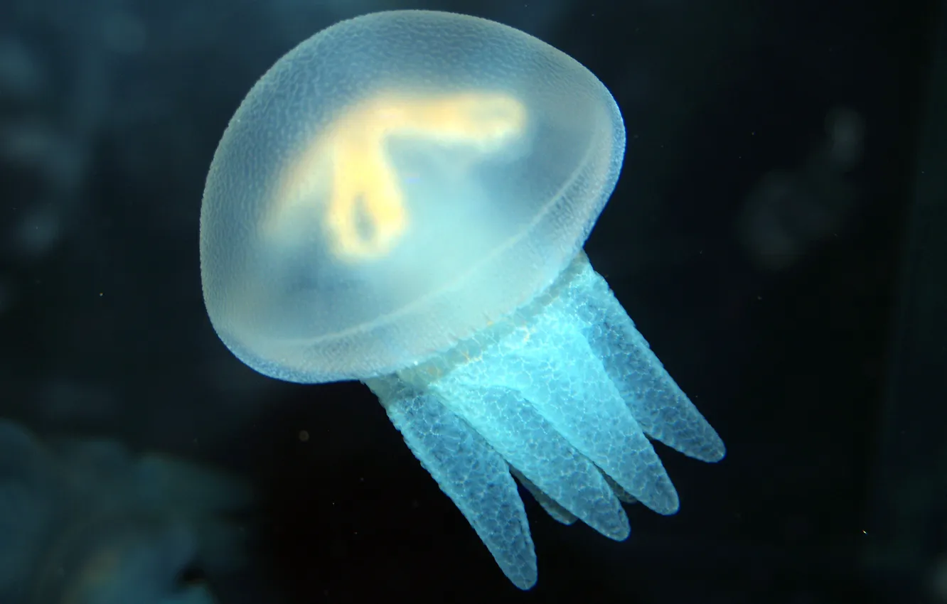 Photo wallpaper light, jellyfish, CUTIE PIE