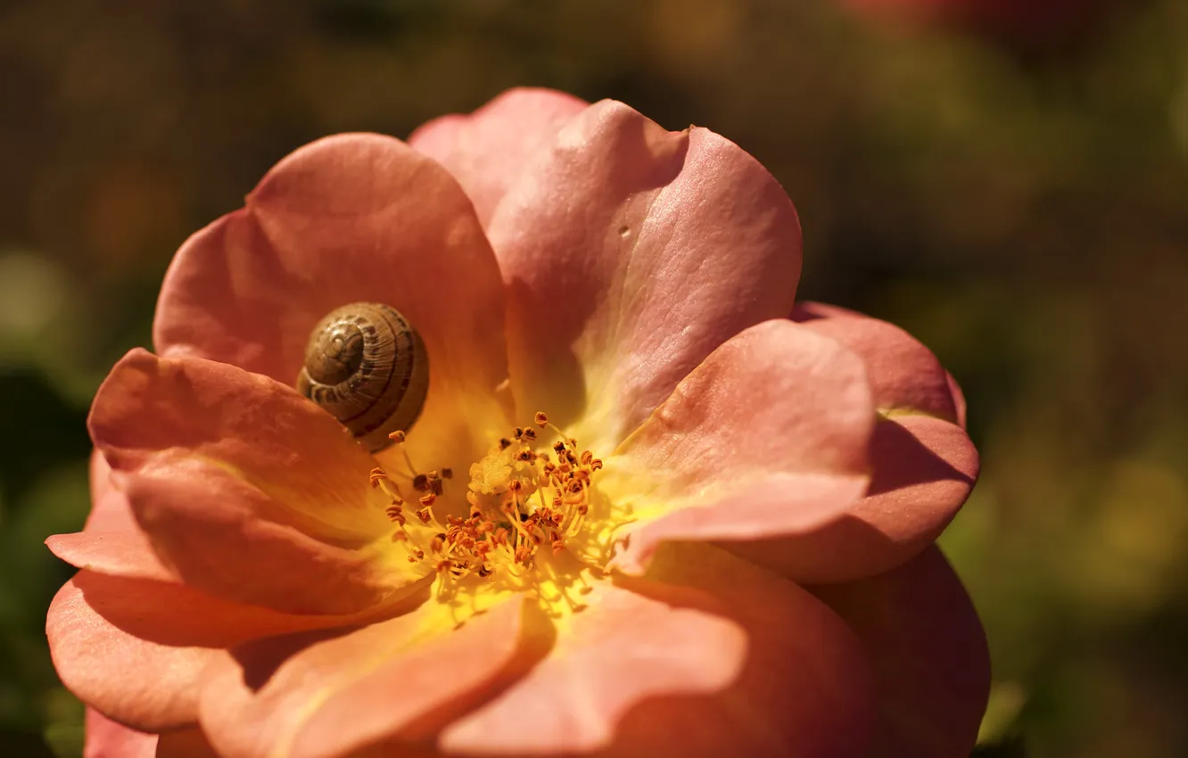 Photo wallpaper flowers, snail, petals