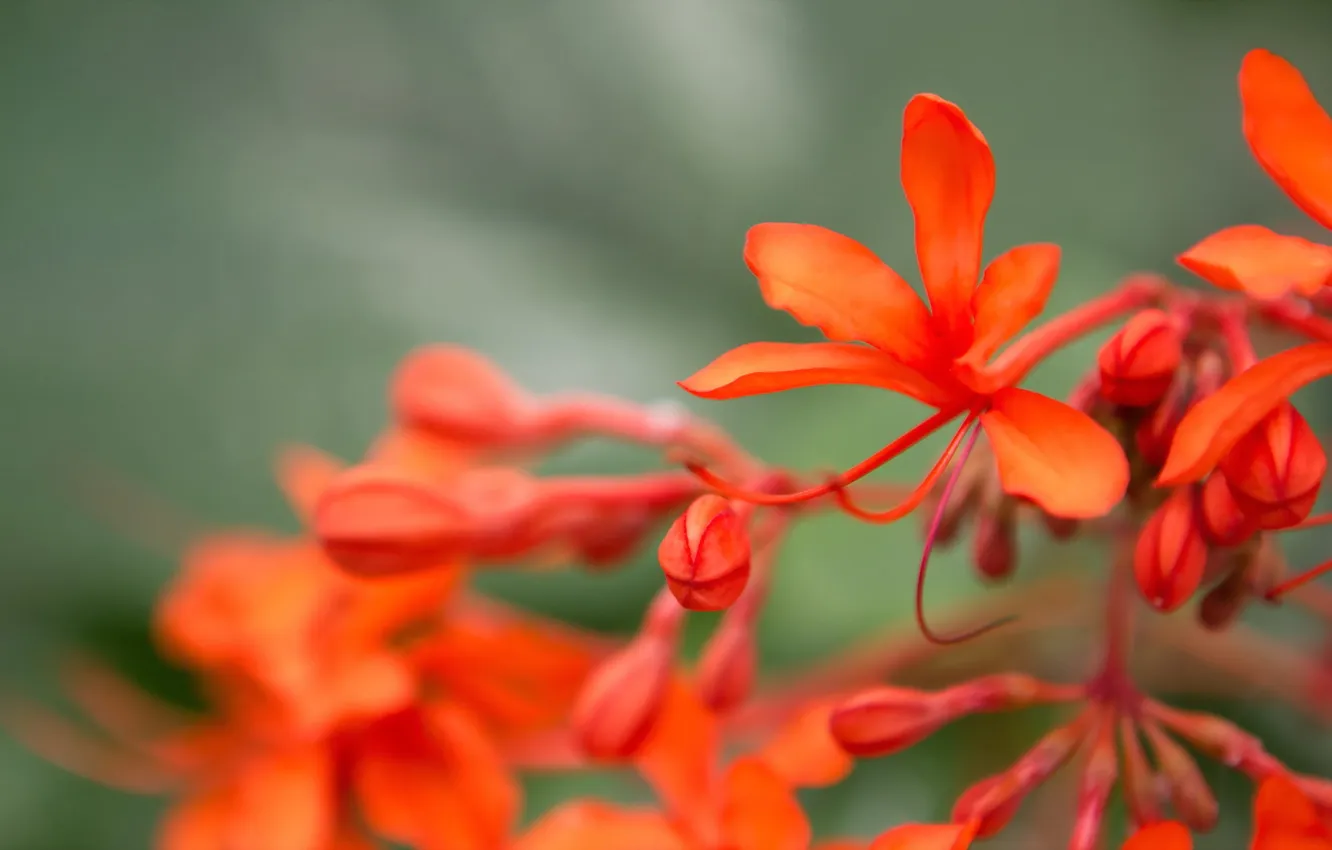 Photo wallpaper macro, flowers, nature