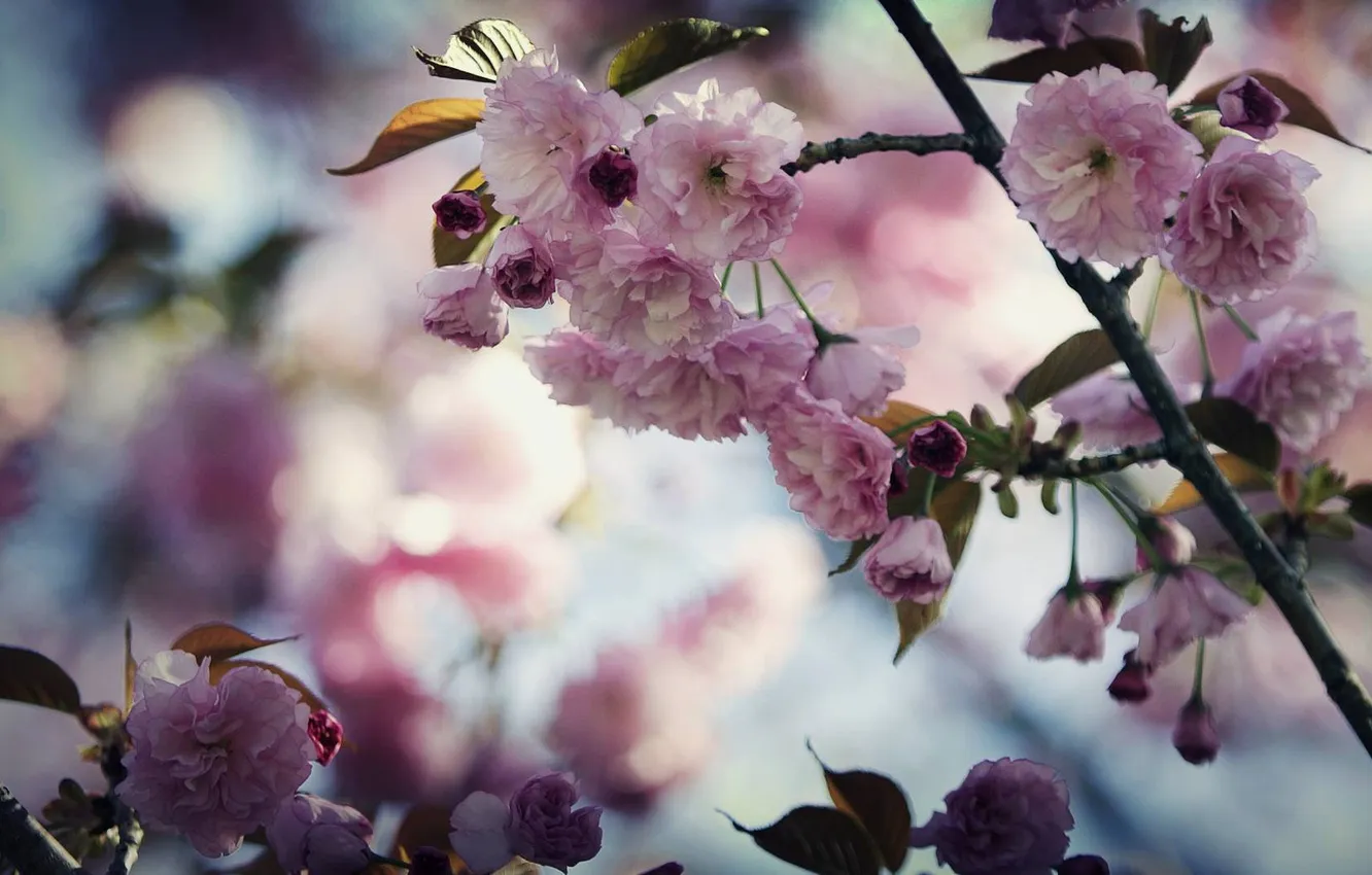 Photo wallpaper leaves, flowers, branches, tenderness, plant, spring, petals