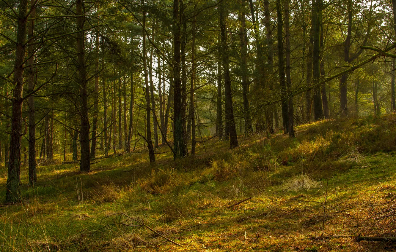 Photo wallpaper forest, trees, slope, pine