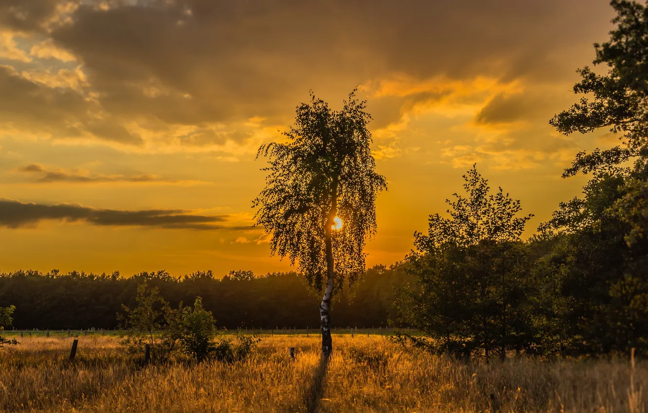 Photo wallpaper field, tree, the evening