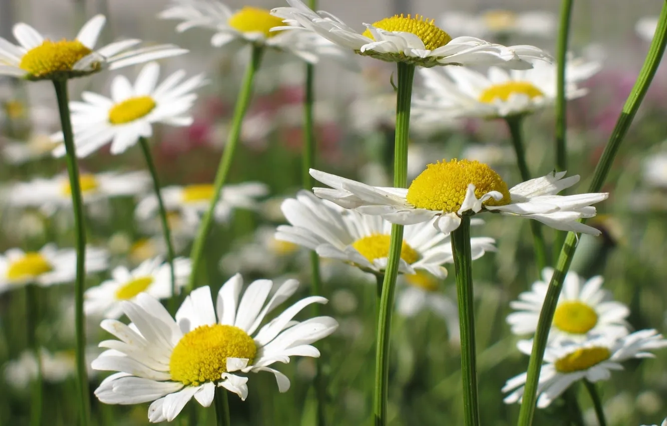 Photo wallpaper field, summer, flowers, chamomile