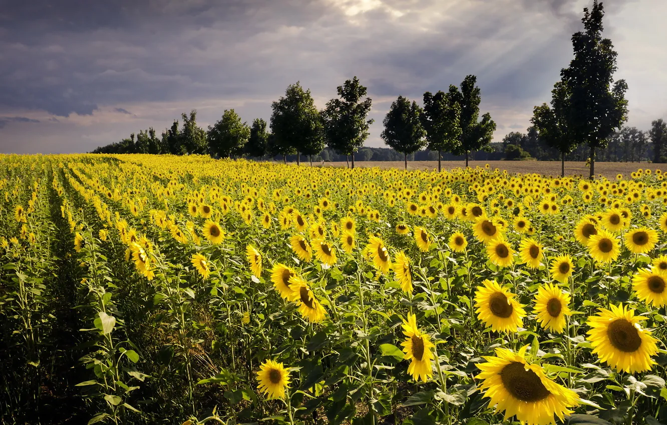 Photo wallpaper field, sunflowers, landscape