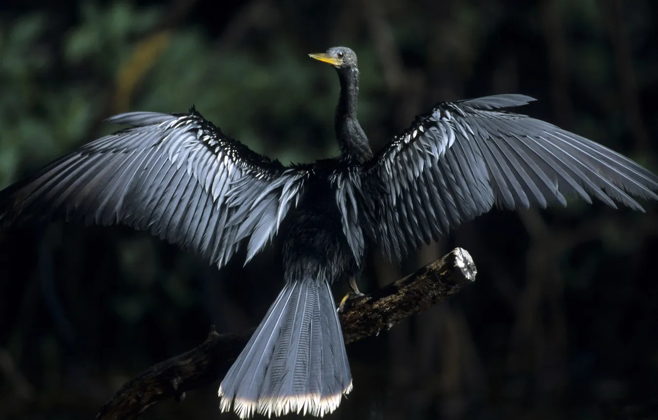 Photo wallpaper TAIL, WINGS, BLACK, COLOR, BIRD, FEATHERS