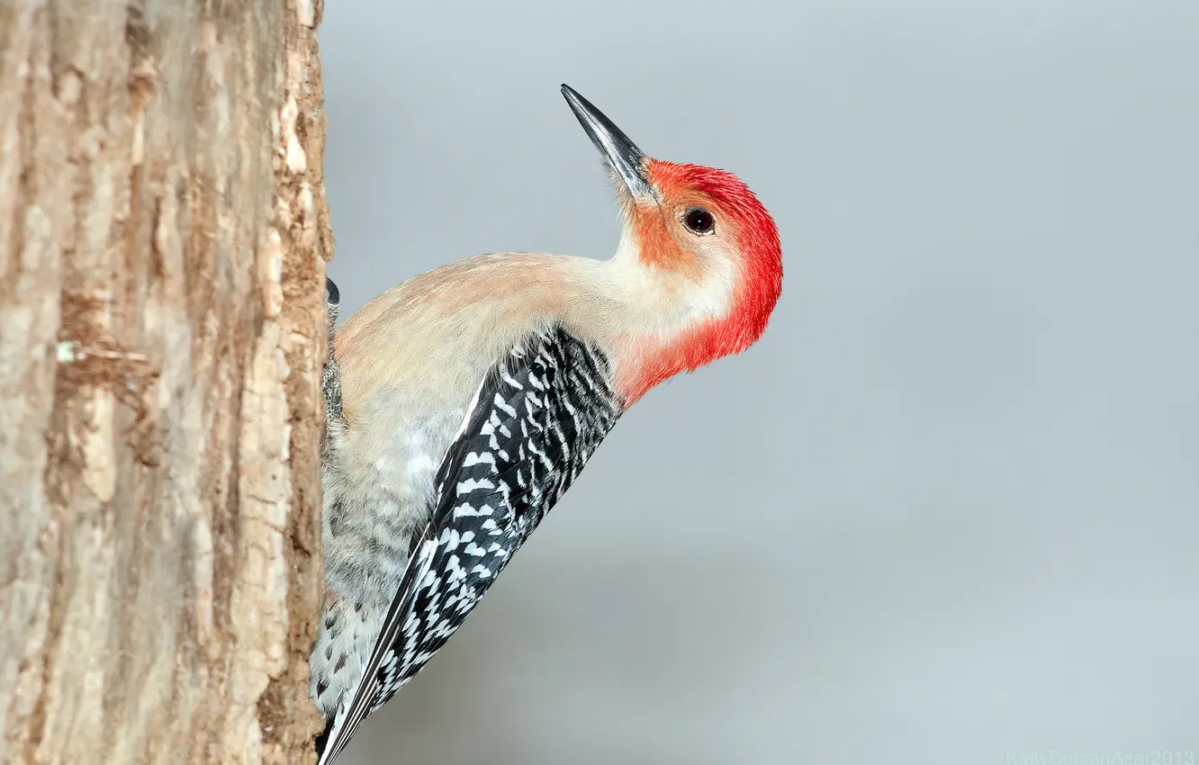 Photo wallpaper trees, bird, feathers, beak, tail, trunk