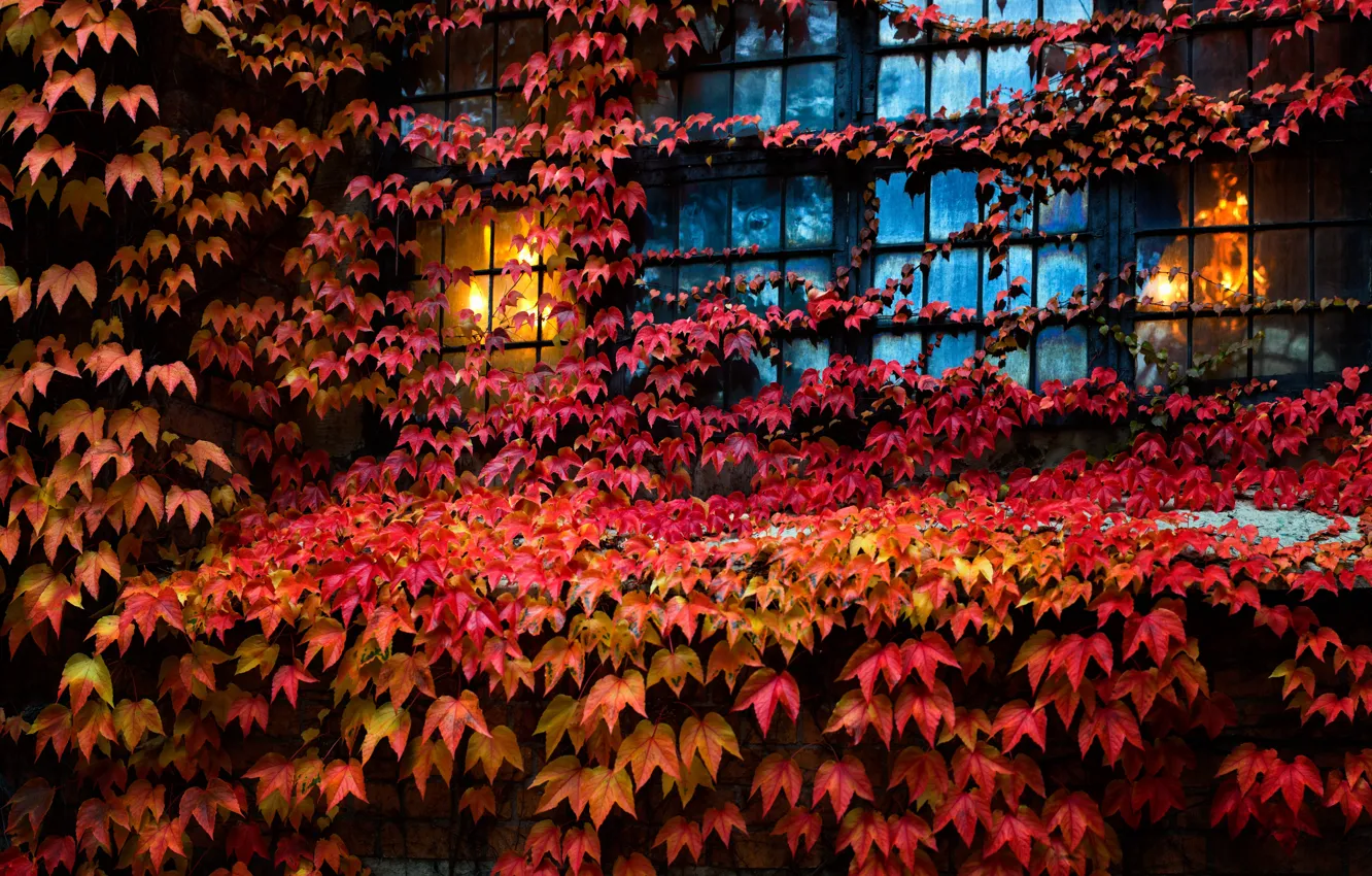 Photo wallpaper leaves, house, window, ivy