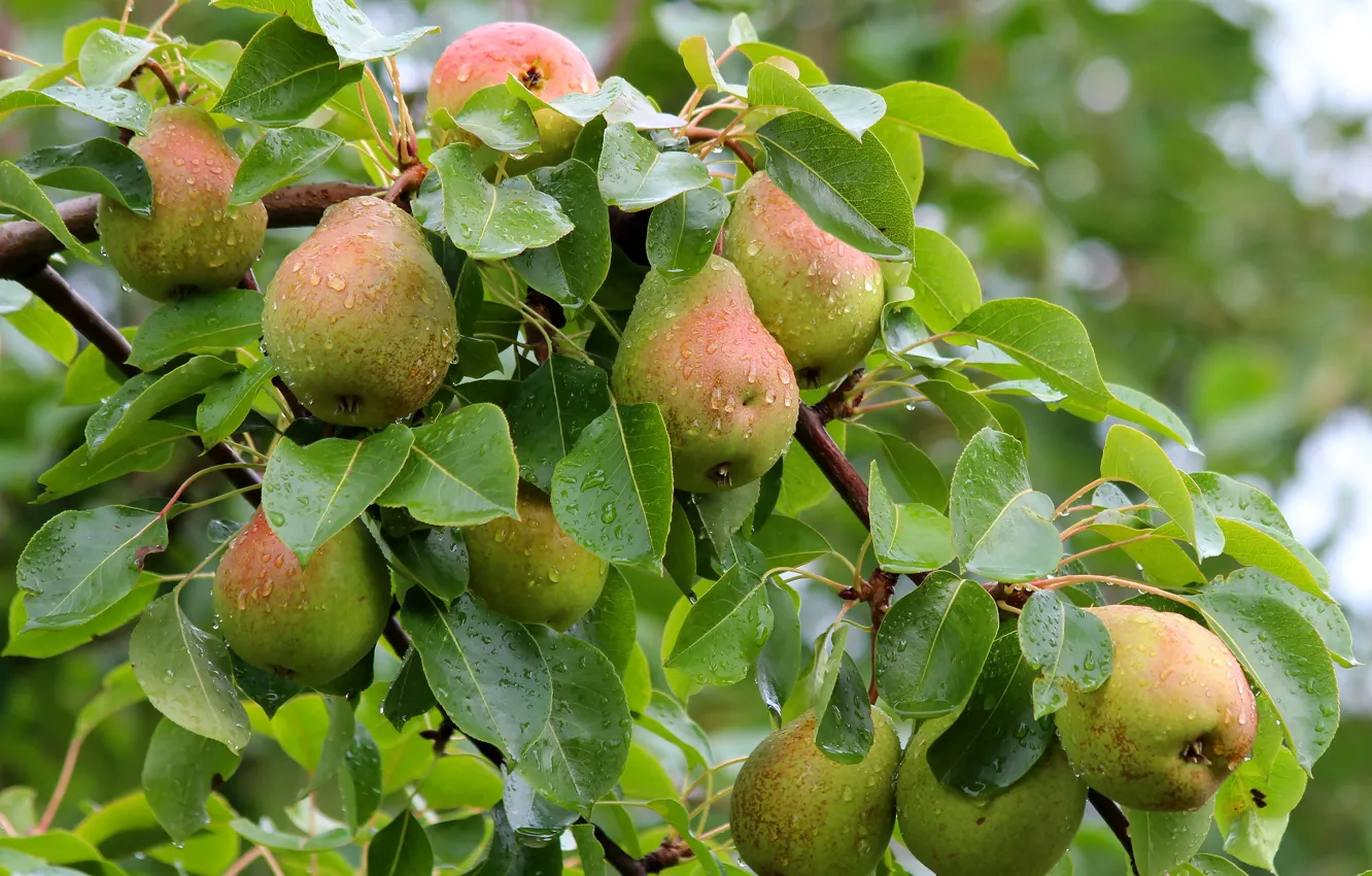 Photo wallpaper autumn, harvest, pear, cottage