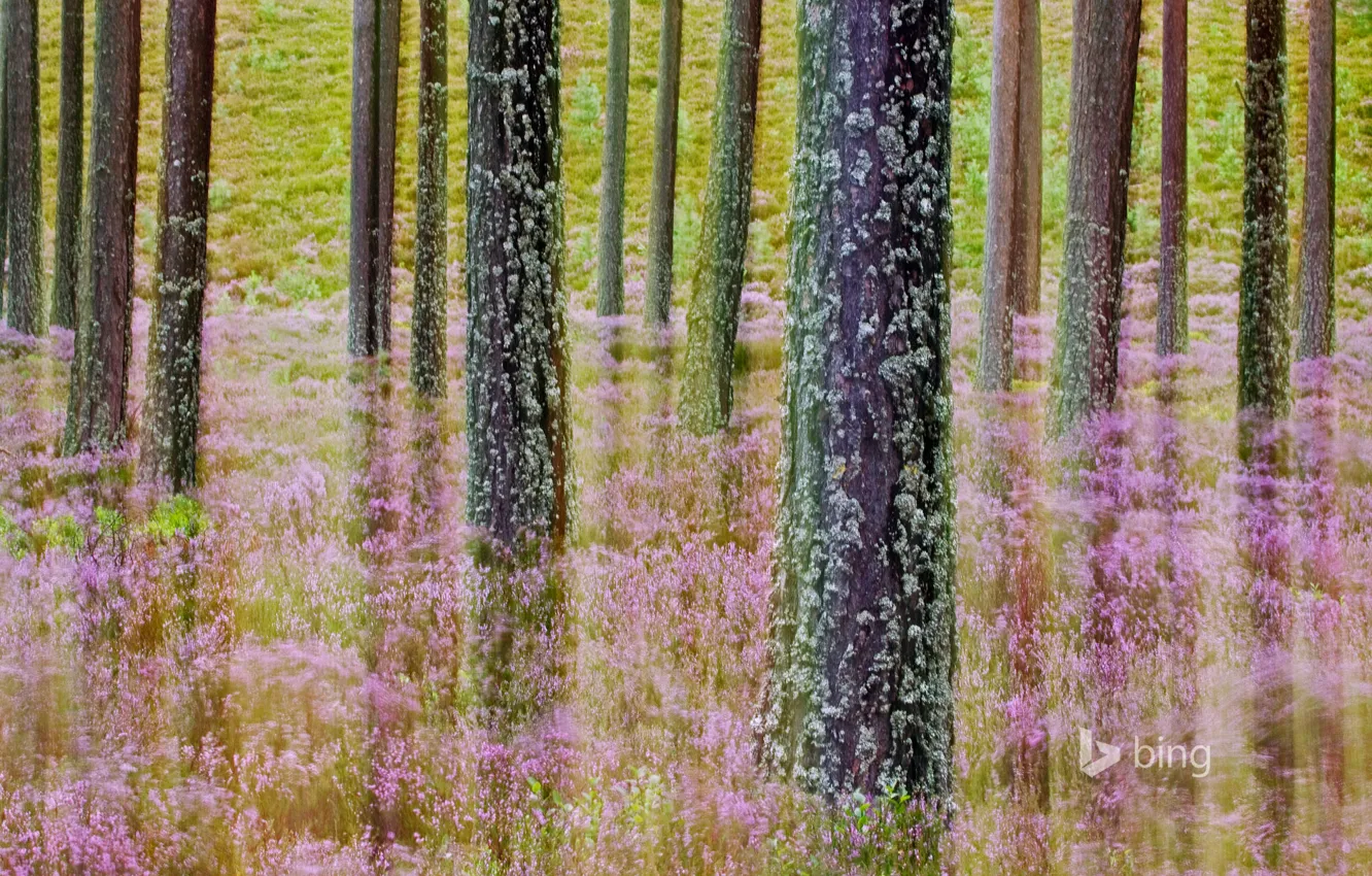 Photo wallpaper grass, trees, flowers, Scotland, Heather, Cairngorms National Park