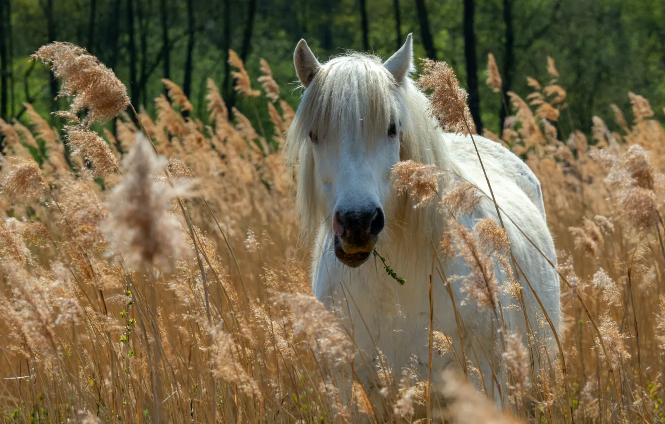 Photo wallpaper field, look, face, nature, horse, horse, white, ears