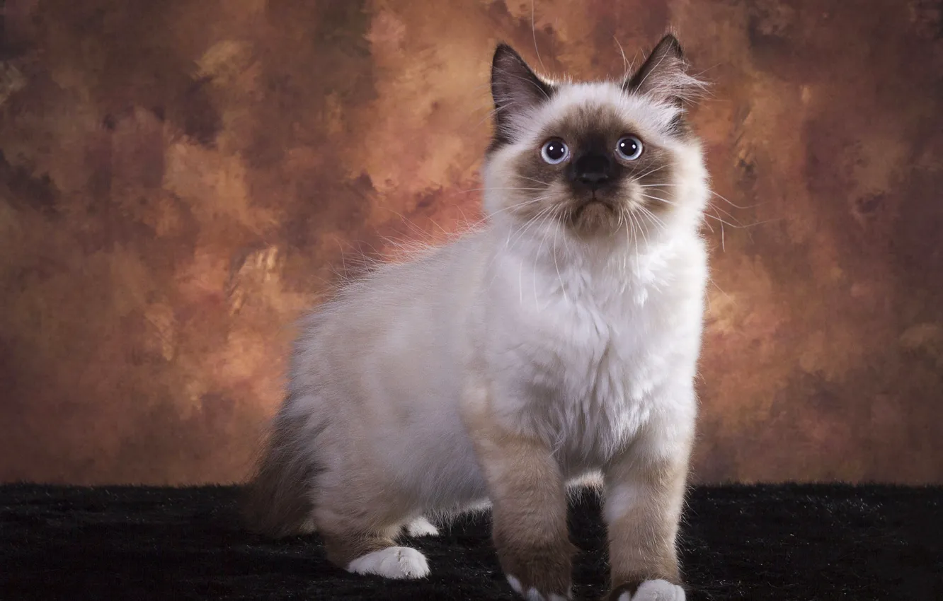 Photo wallpaper cat, look, pose, kitty, background, muzzle, fur, Studio