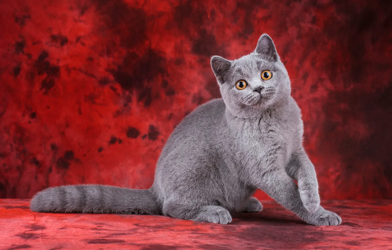 Photo wallpaper cat, cat, look, pose, kitty, grey, cat, legs