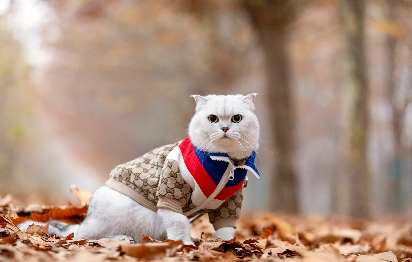 Photo wallpaper autumn, cat, white, cat, look, trees, pose, Park