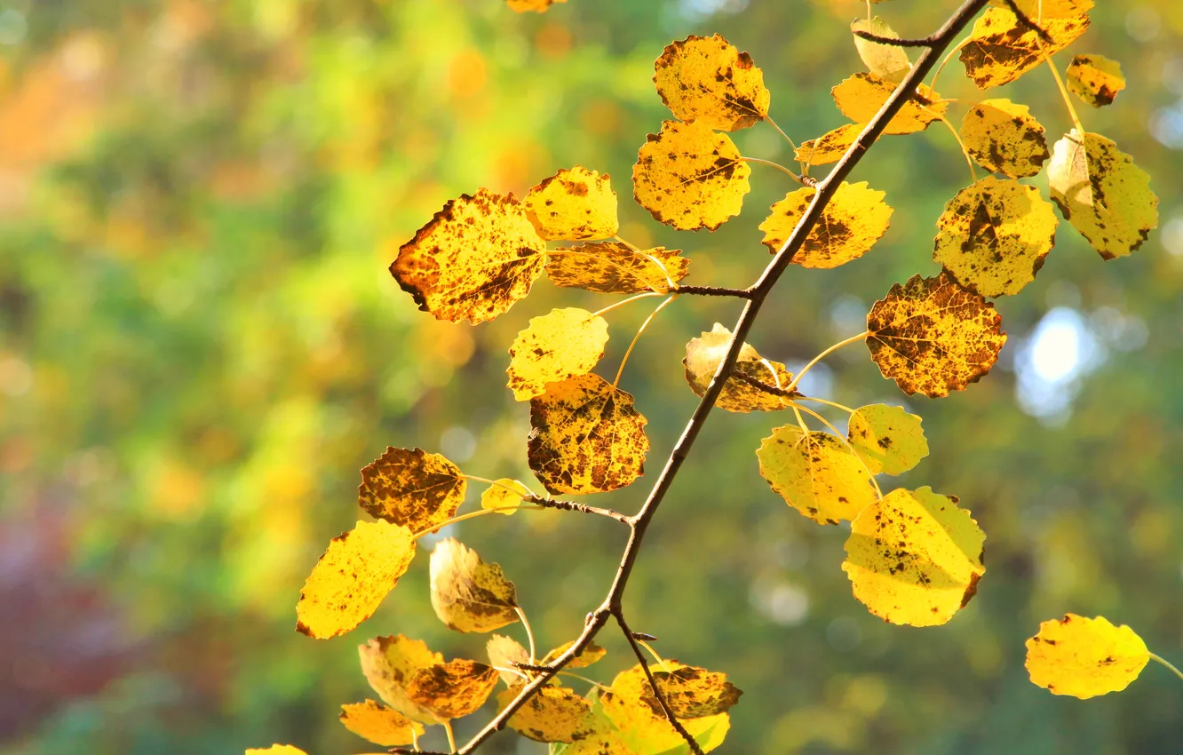 Photo wallpaper autumn, leafs, fall, twig