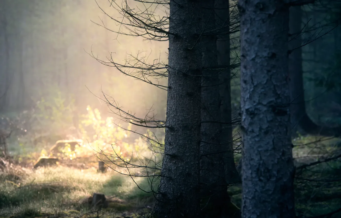 Photo wallpaper forest, trees, tree, bokeh