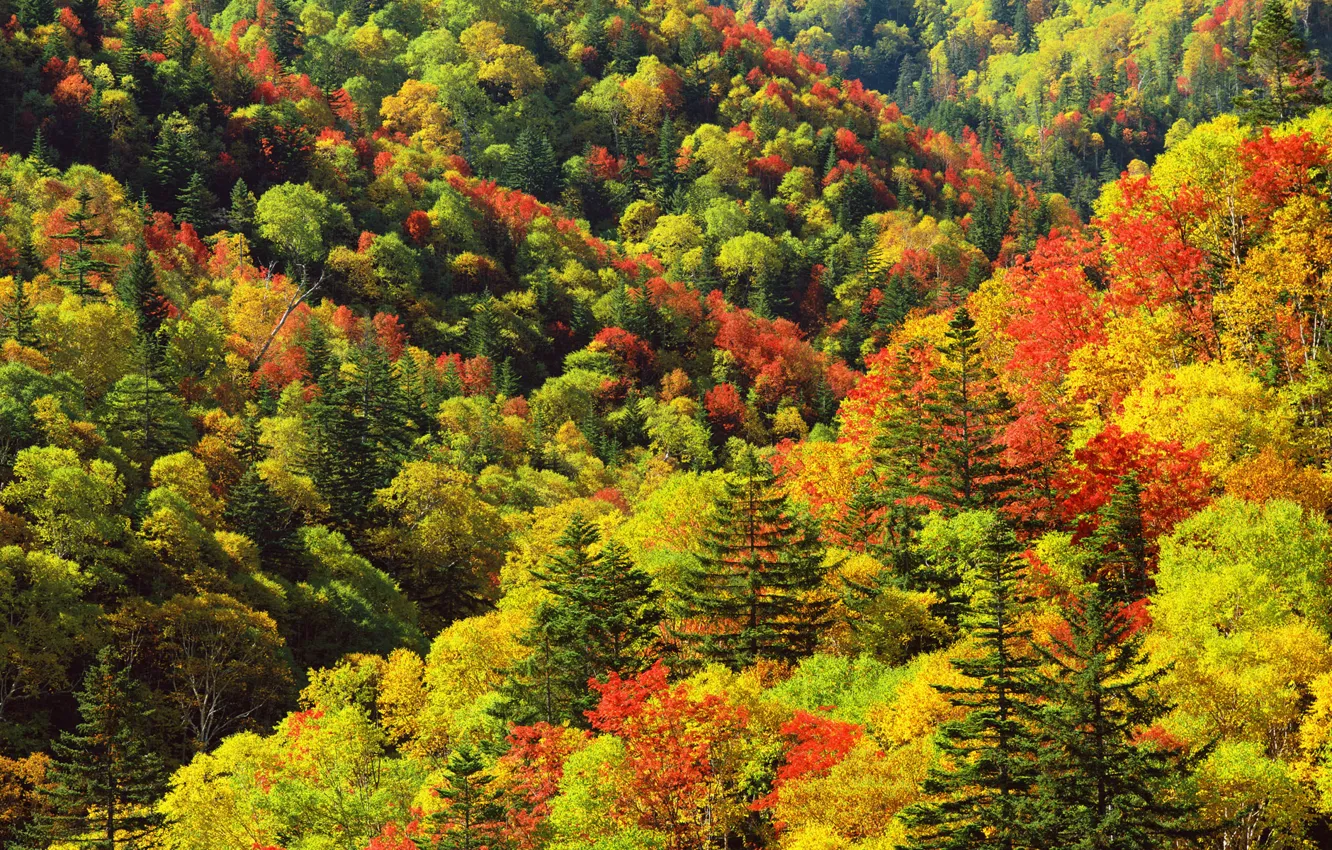 Photo wallpaper forest, trees, height
