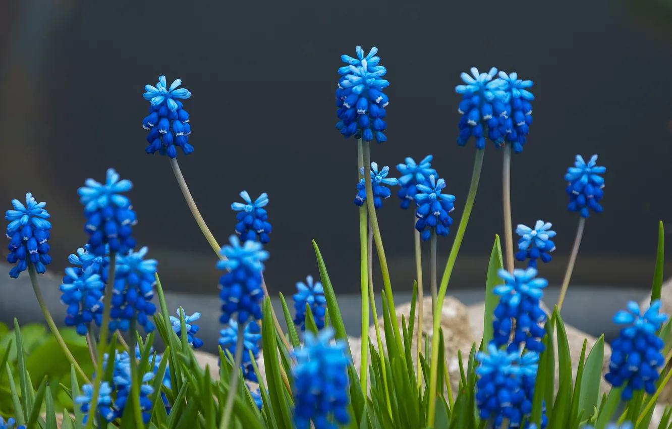 Photo wallpaper flowers, spring, the evening, Muscari