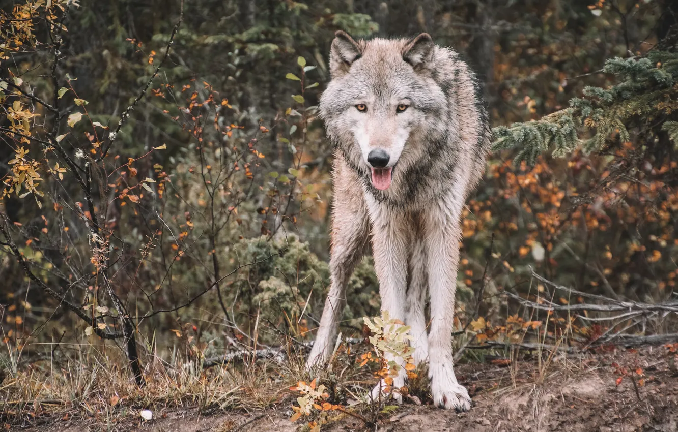 Photo wallpaper Predator, nature, animal, wolf, wildlife, portrait, portrait., Canis lupus. face