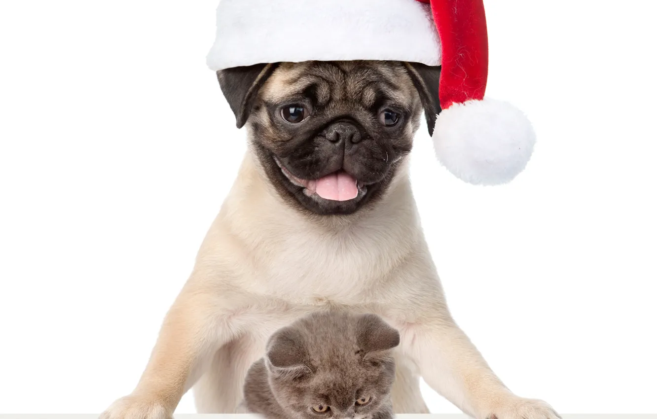 Photo wallpaper kitty, dog, pug, New year, Christmas, cat, dog, New Year