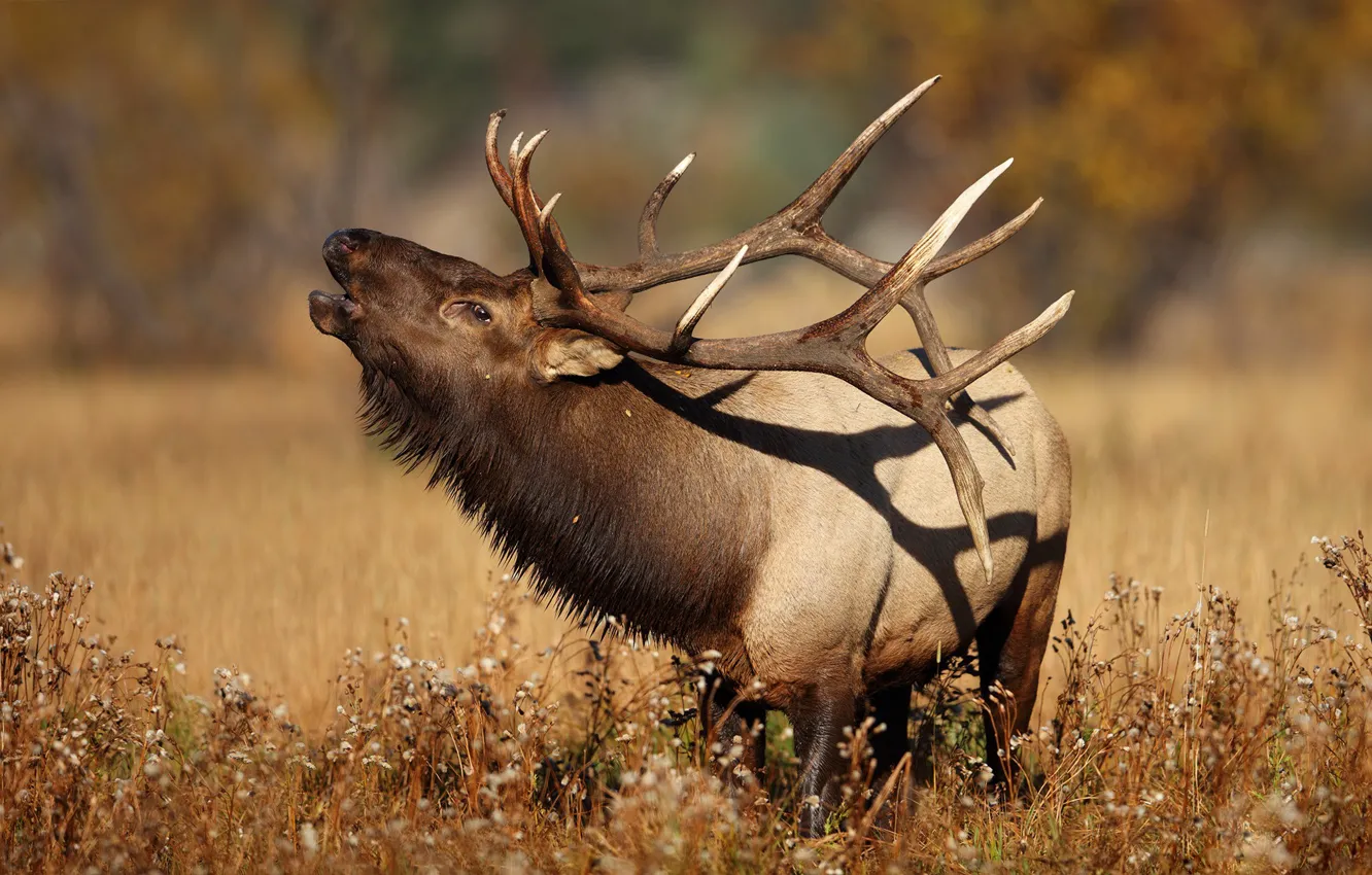 Photo wallpaper deer, horns, bokeh