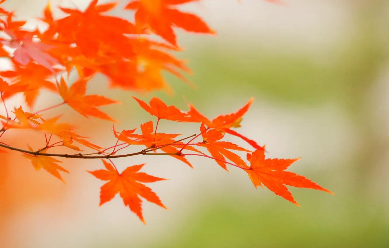 Photo wallpaper autumn, leaves, maple