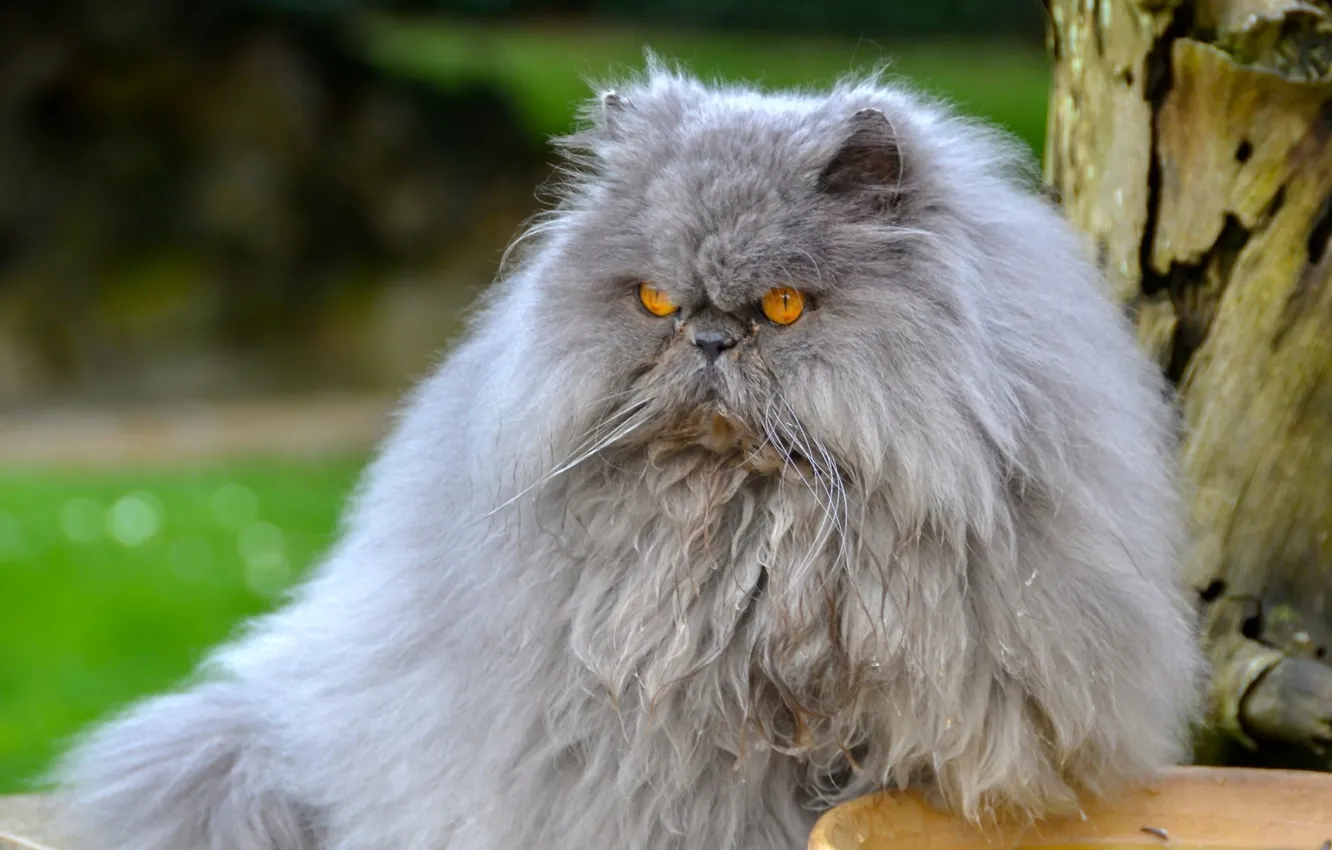 Photo wallpaper cat, fluffy, pers, Persian cat, important