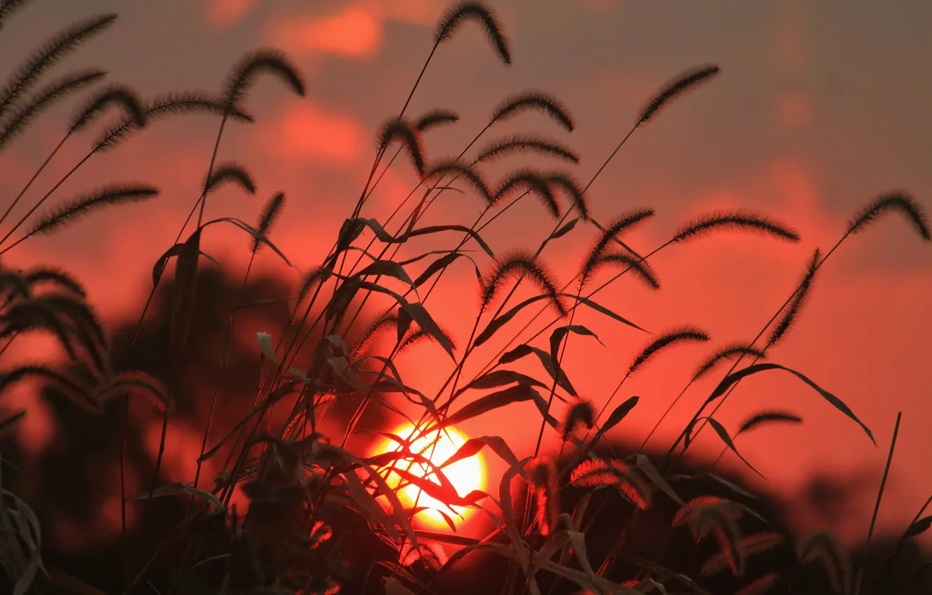 Photo wallpaper field, grass, the sun, sunrise, spikelets