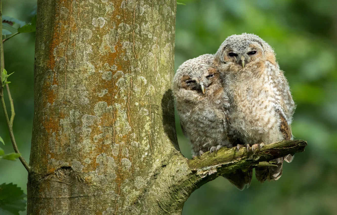 Photo wallpaper birds, background, tree, owl, two, owls, a couple